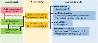 Assessment of the anti-nociceptive effects of fetal ventral mesencephalic tissue allografts in a rat model of hemi-Parkinson’s disease using fMRI